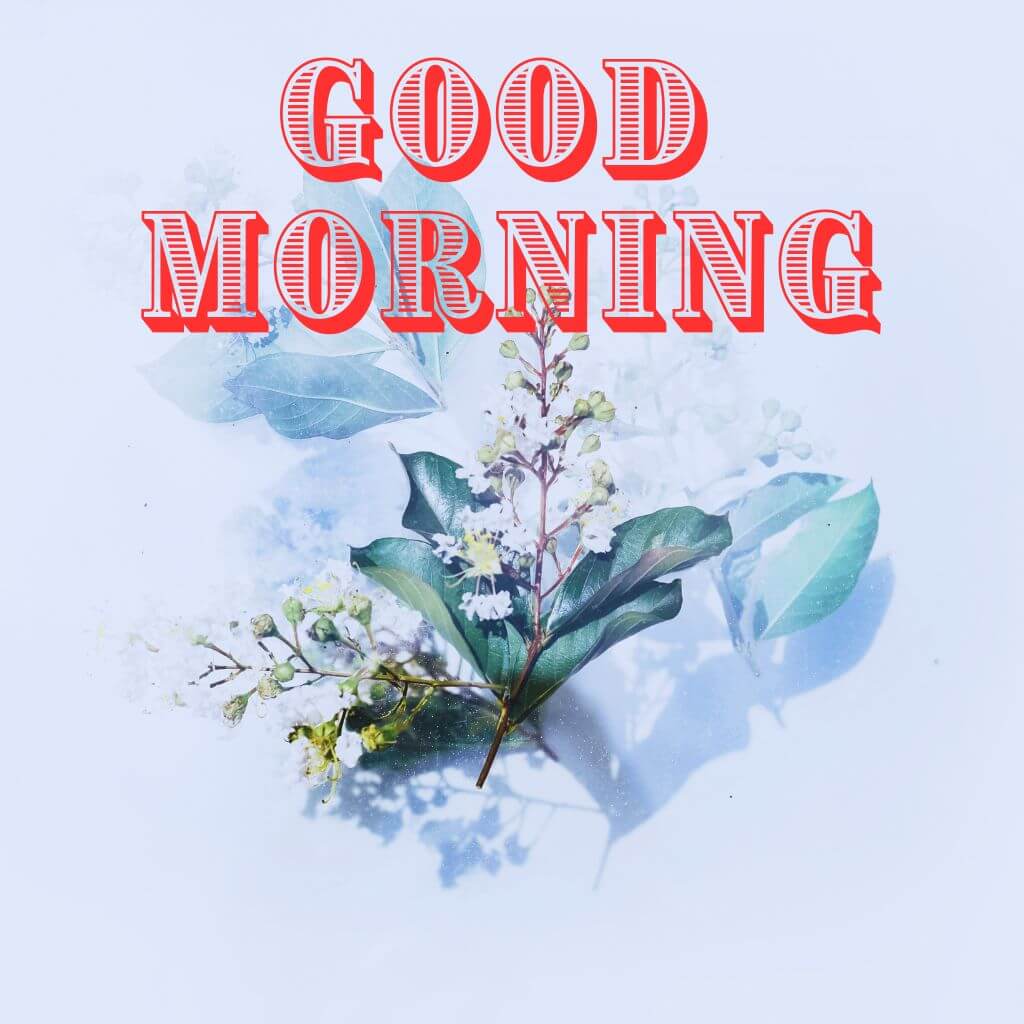 3d good morning Photo New Download