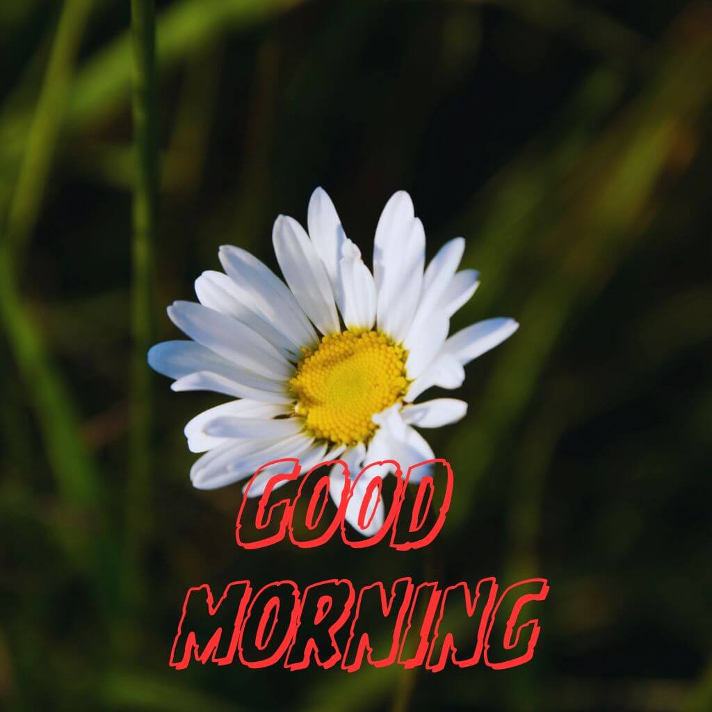 3d good morning photo New Download free 2023