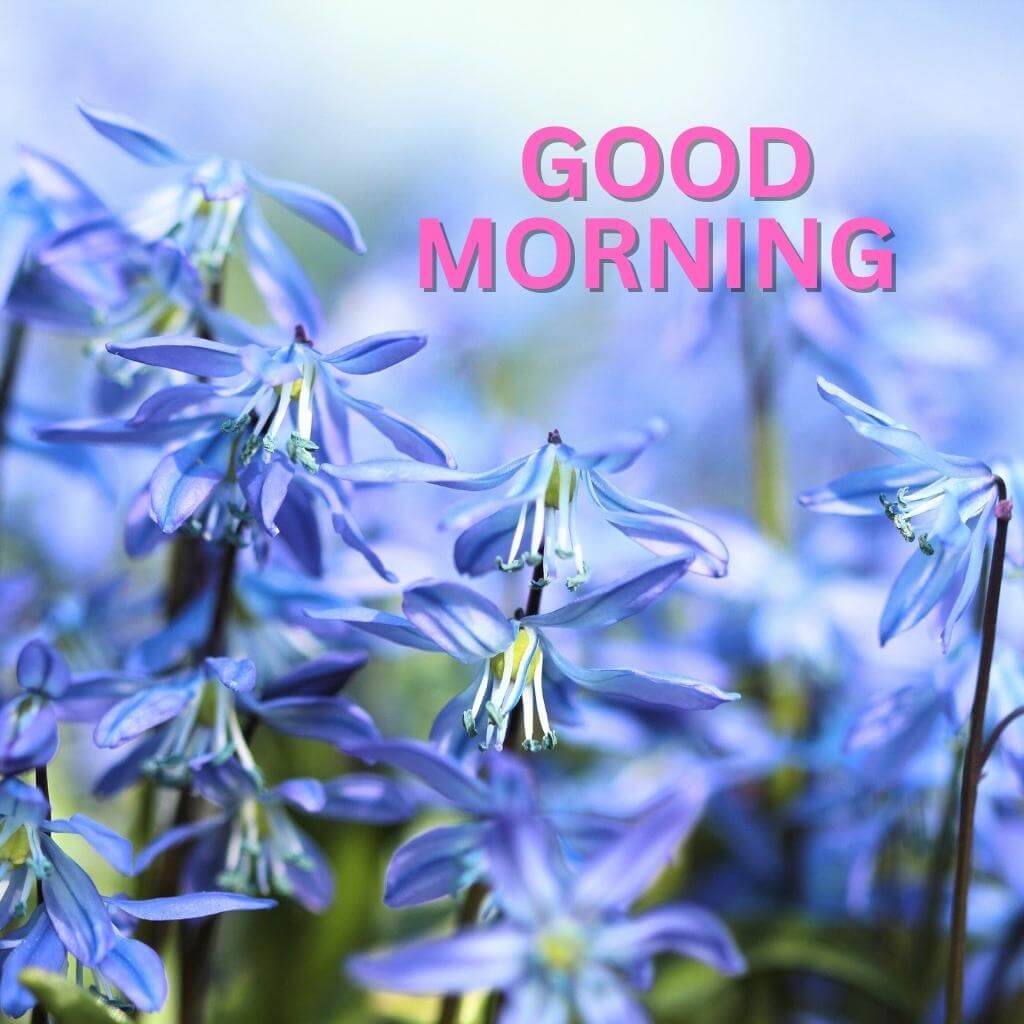 Beautiful special good morning Photo Images HD