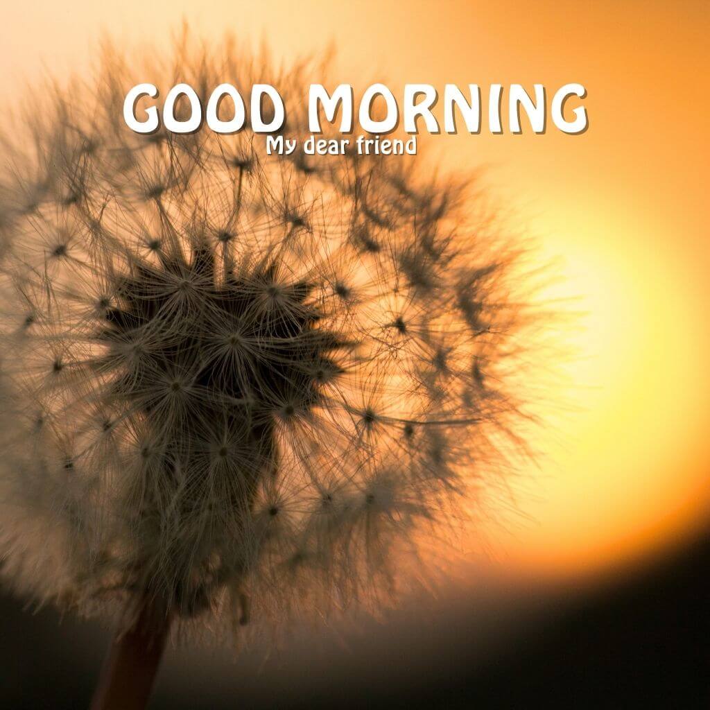 Beautiful good morning Images Wallpaper Pictures HD 2023