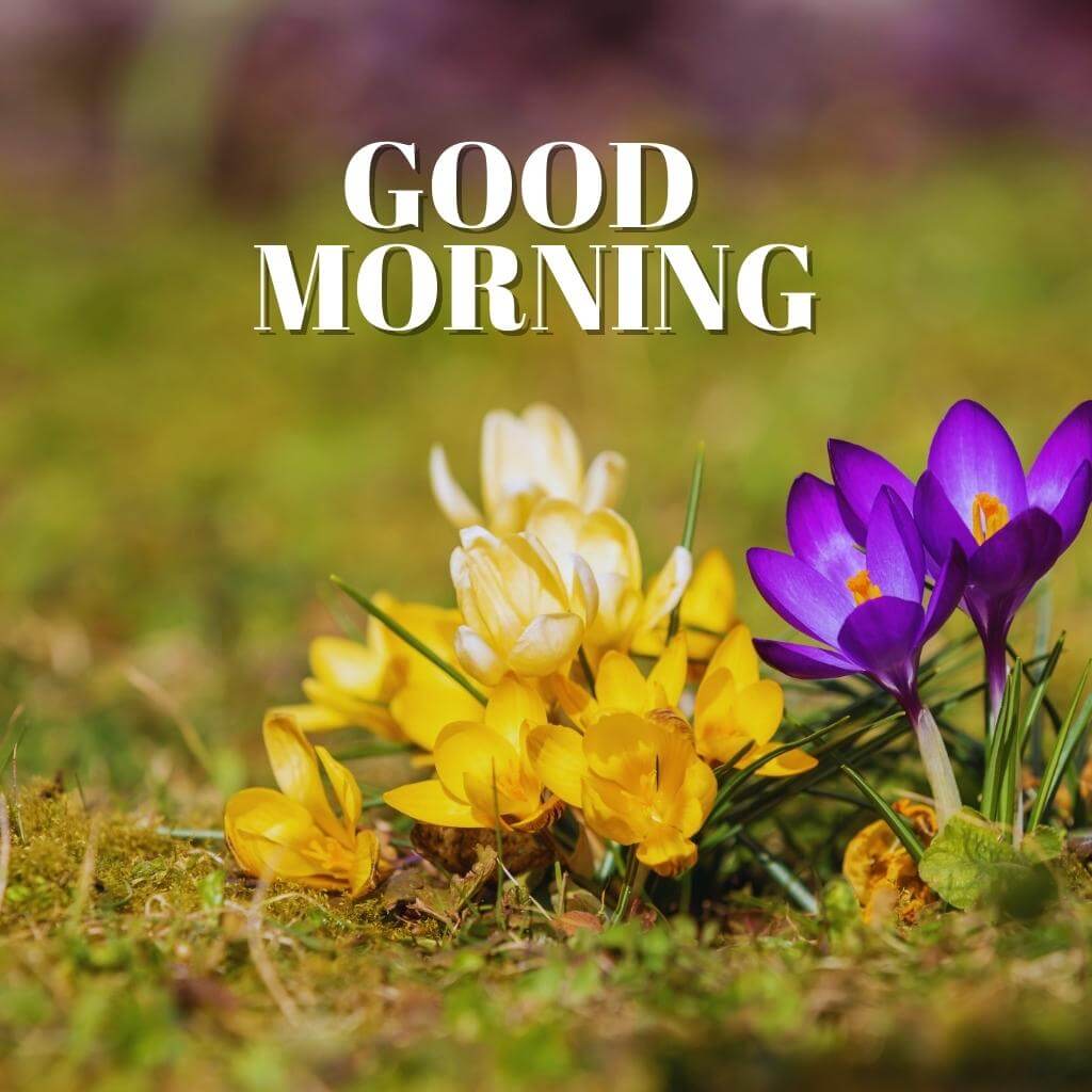 Best HD Friend Good Morning Wallpaper Pics Download 2023