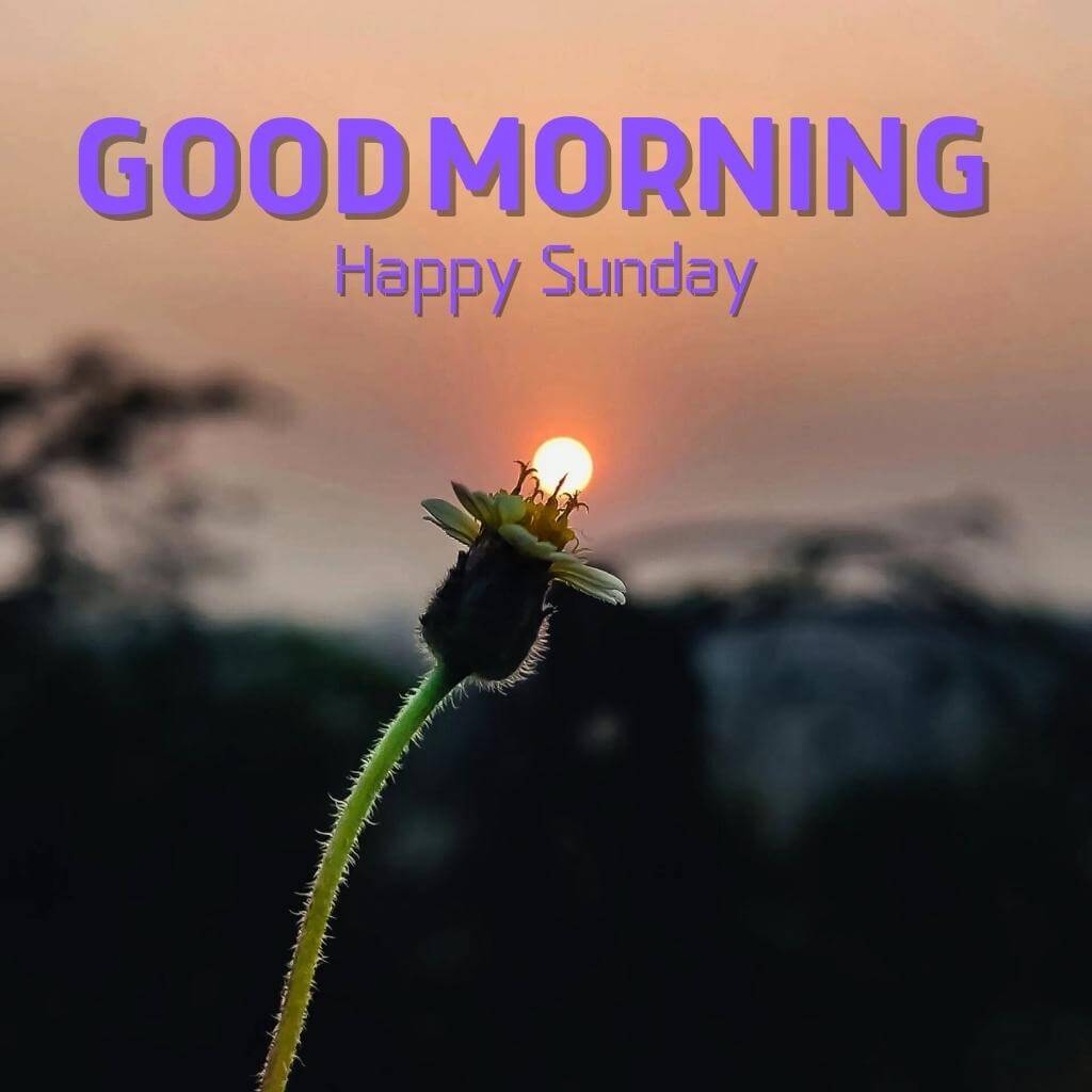 Best HD Good Morning Sunday Wallpaper Pics New Download for Whatsapp-Facebook