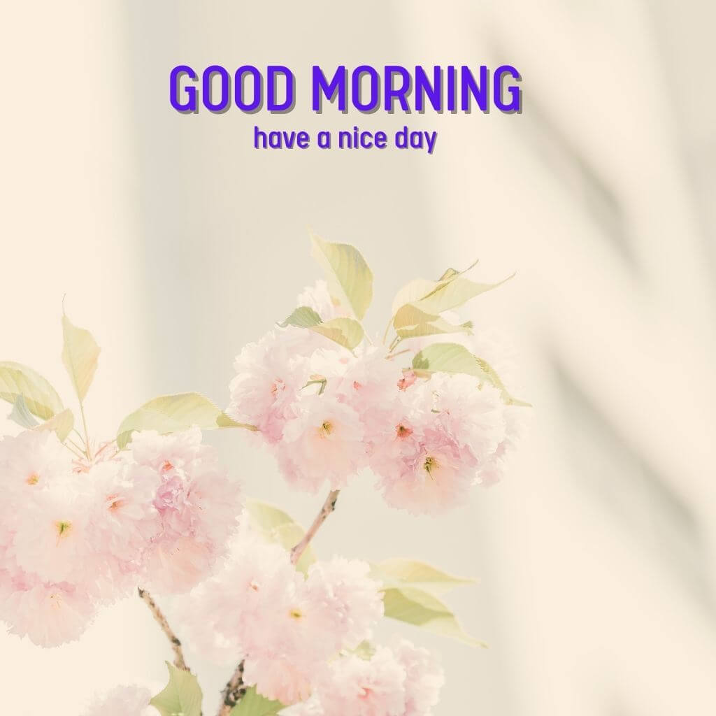 Best Quality good morning Images Wallpaper Download 