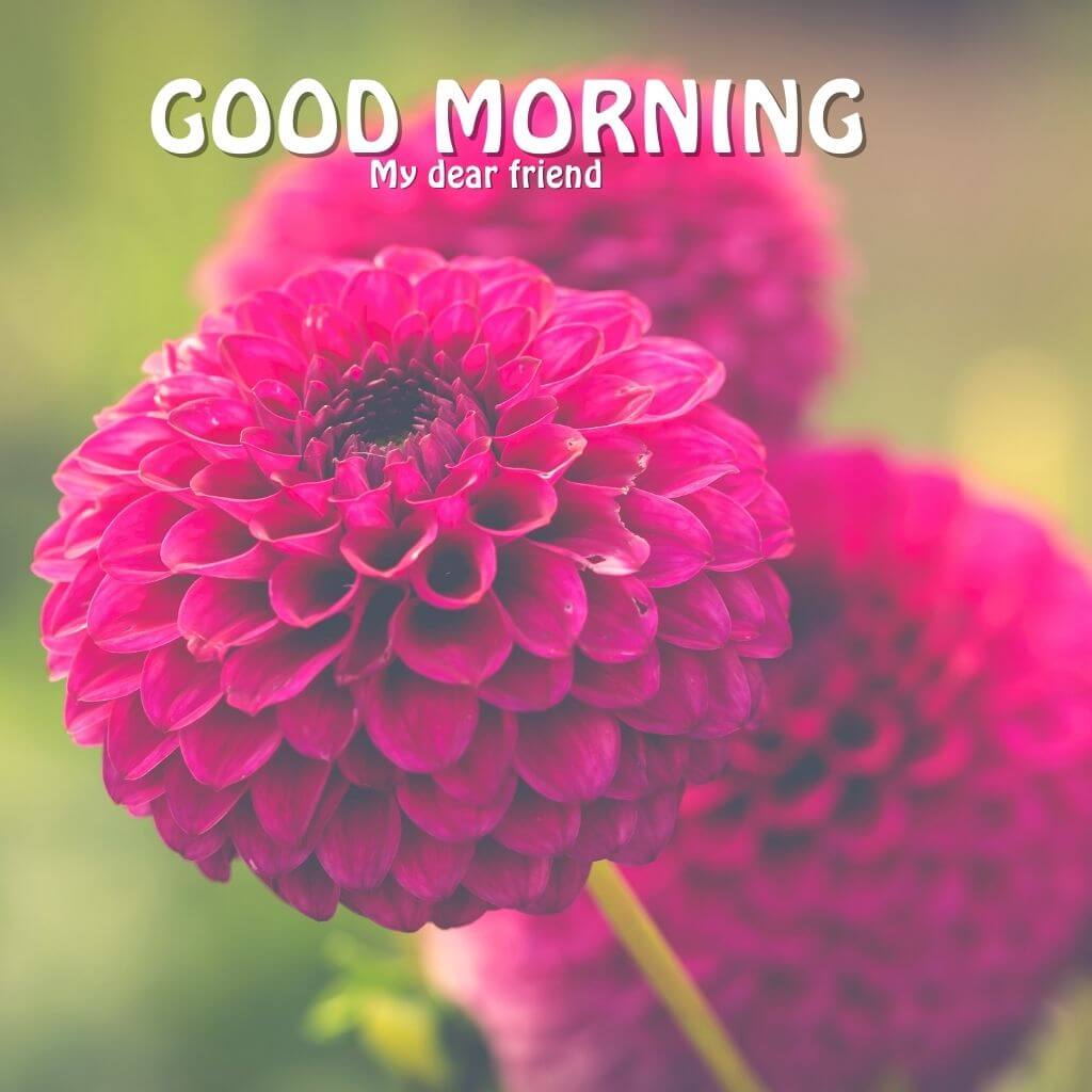 Best Quality good morning Images Wallpaper Pictures Download 