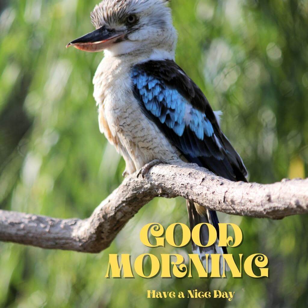 Bird special good morning Wallpaper Images HD 