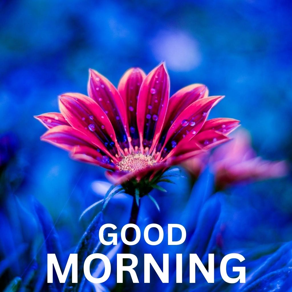 Flower HD Good Morning Images Photo pics New Download