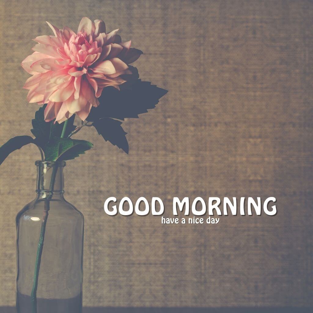 Flower good morning Images Wallpaper Pictures HD Download