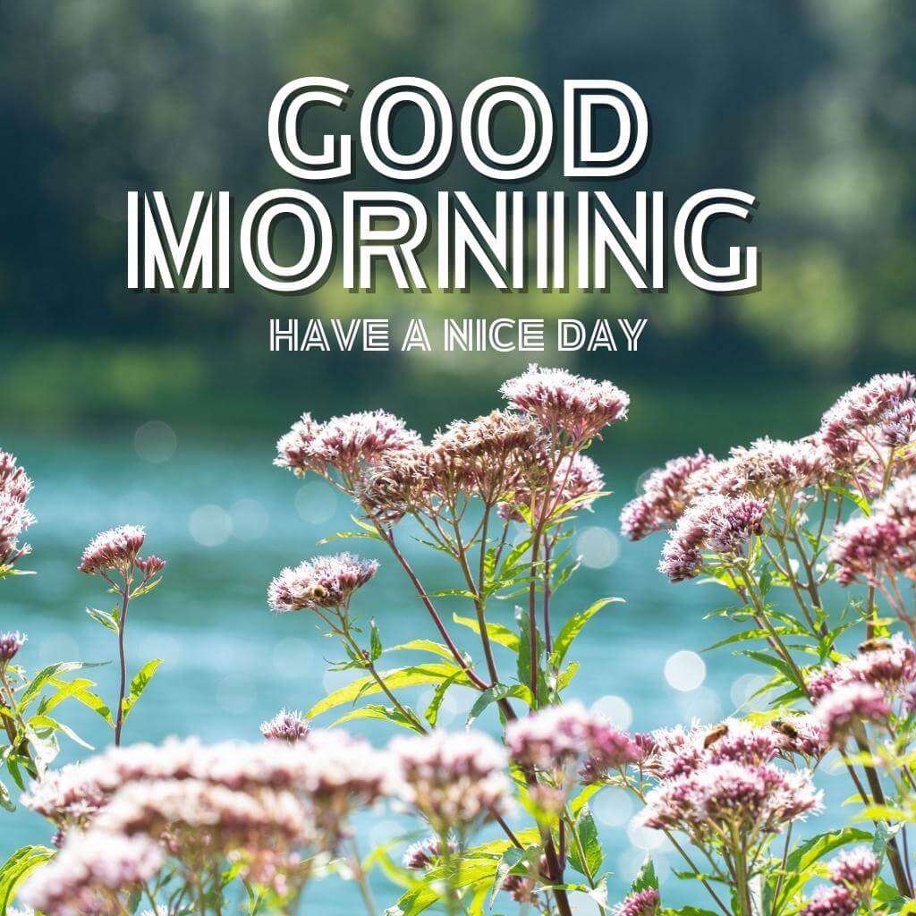 Flower special good morning Wallpaper Images Free 
