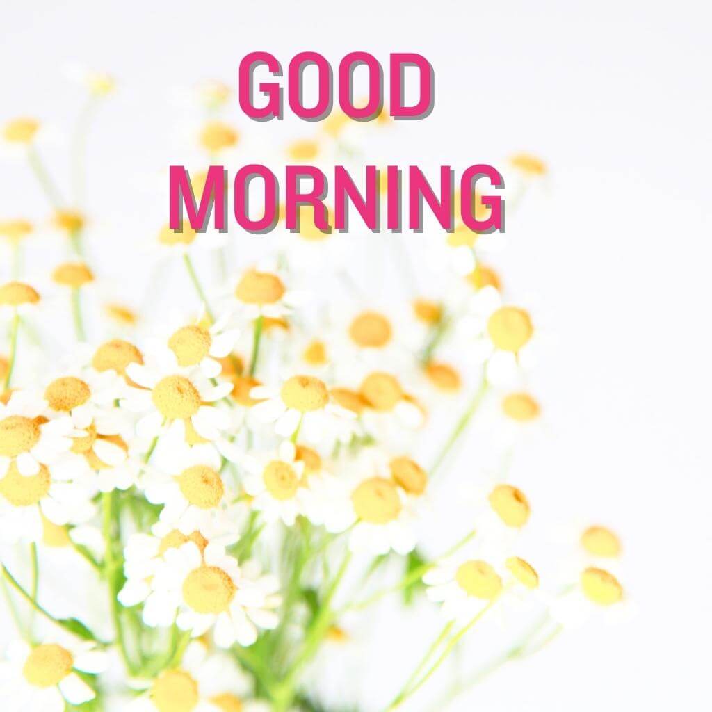 Free Beautiful good morning Flower Images Wallpaper New Download for Whatsapp 
