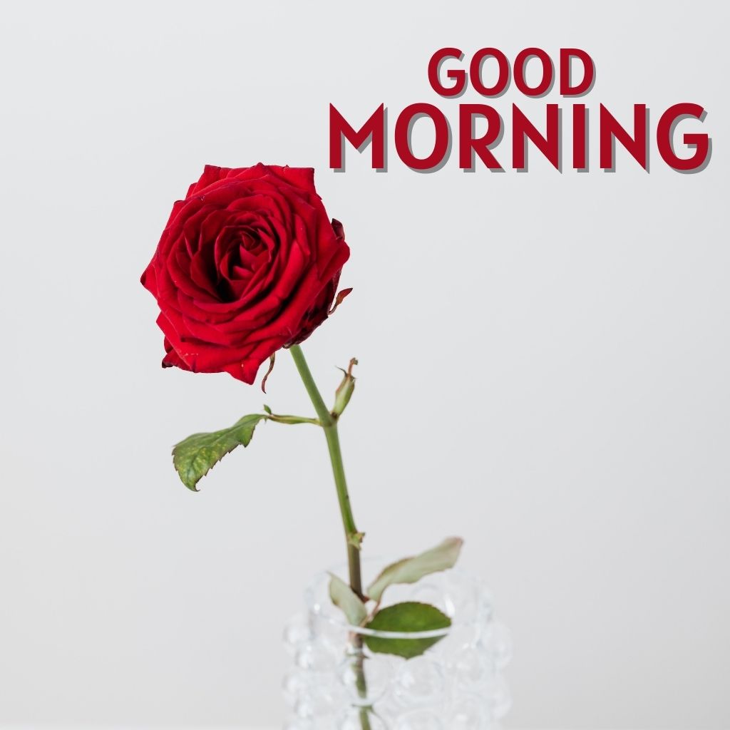 Free Best Quality Good Morning Images Download