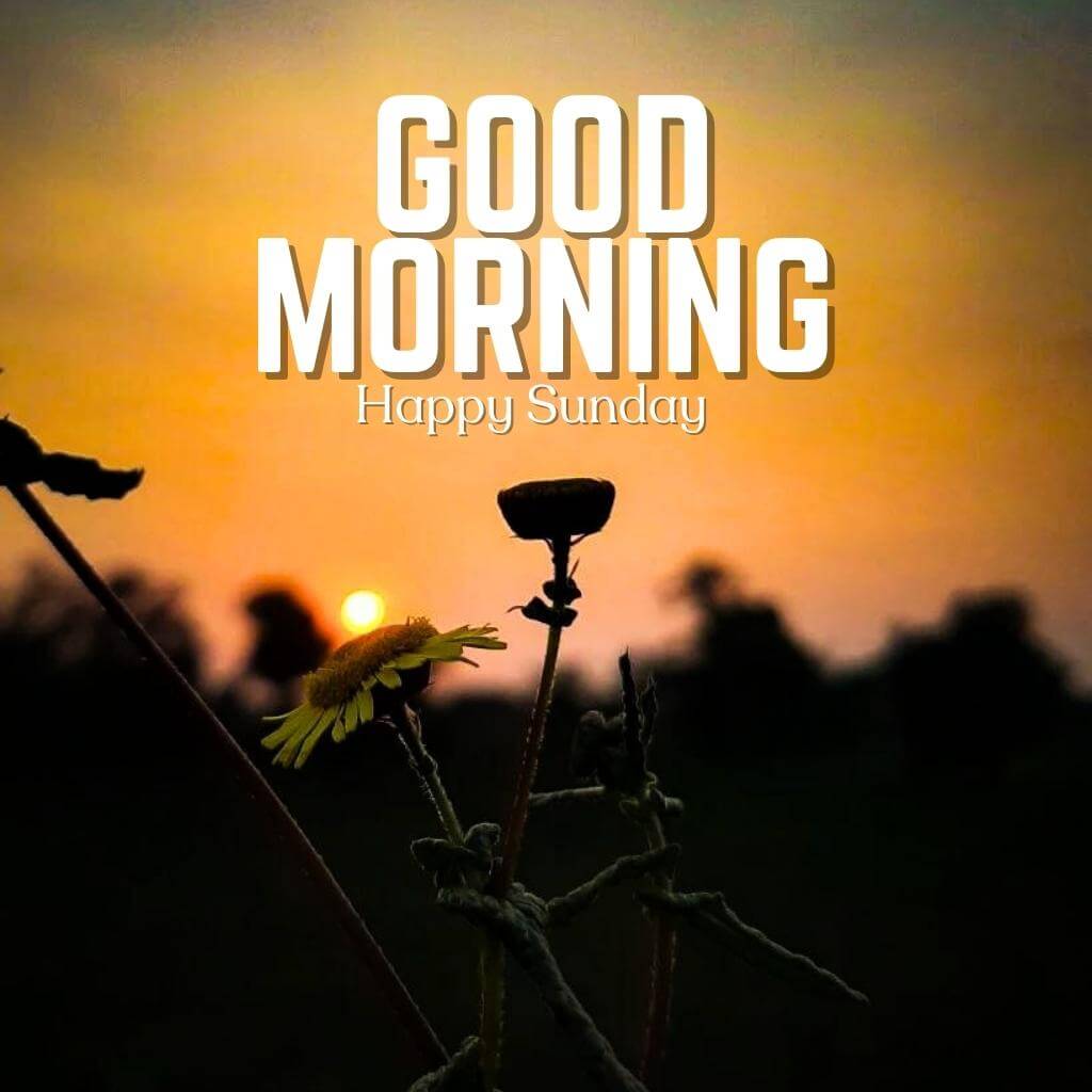 Free Best Quality Sunday Good Morning Images Wallpaper Pictures Download