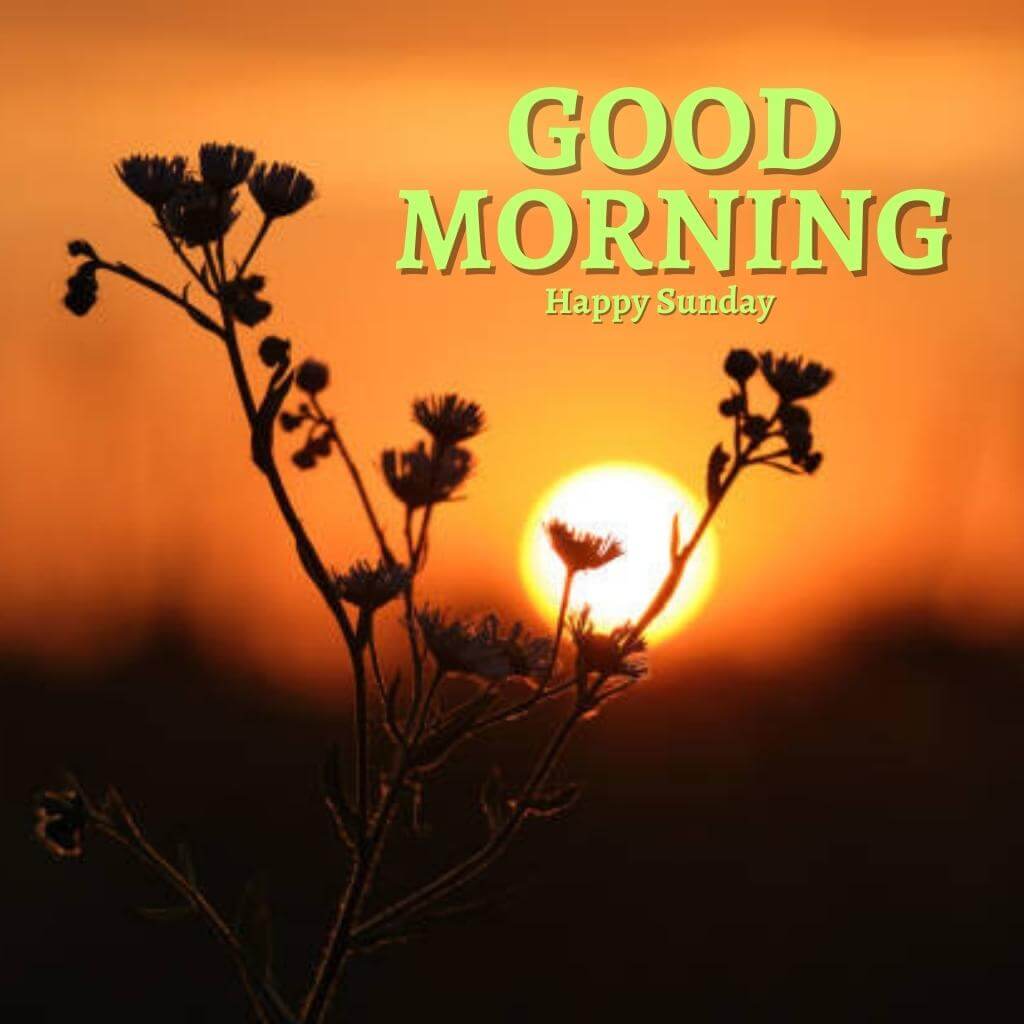Free Best Sunday Good Morning Wallpaper Images Pics New Download