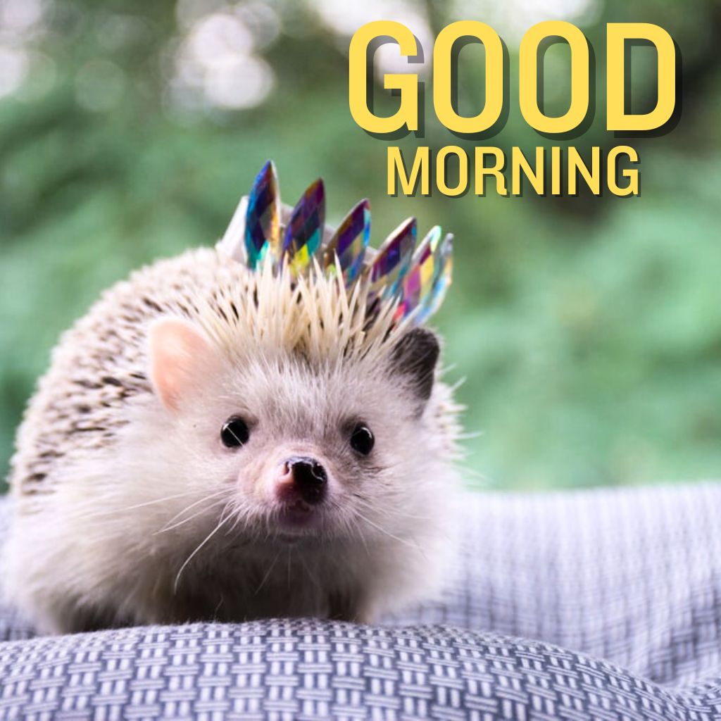 Free Best cute good morning Images Wallpaper New Download