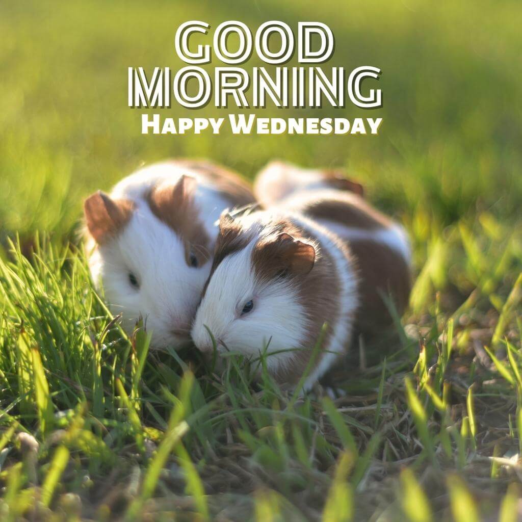 Free Best good morning wednesday Wallpaper Pics Download