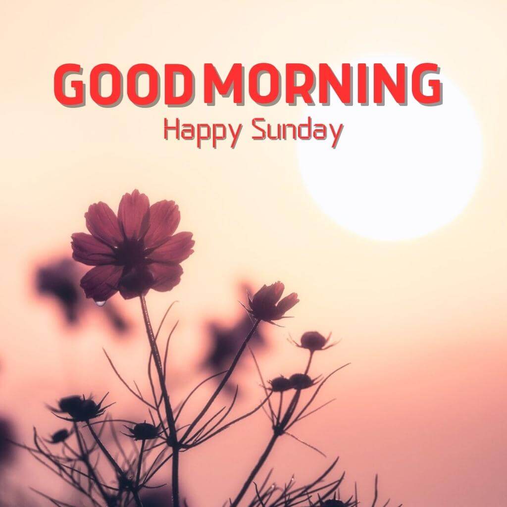 Free Good Morning Sunday Pics Images Wallpaper New Download