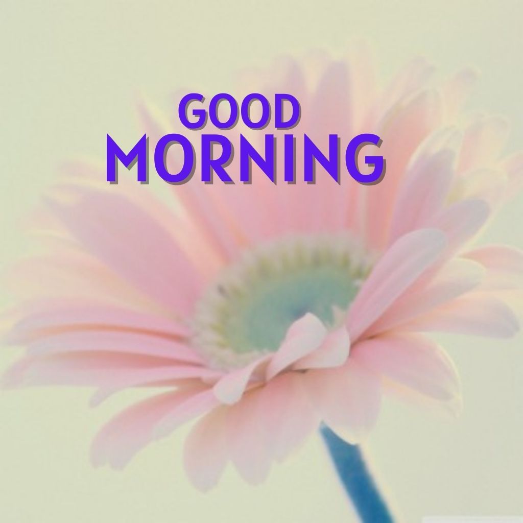 Free New HD Good Morning Images Wallpaper Pics for Facebook