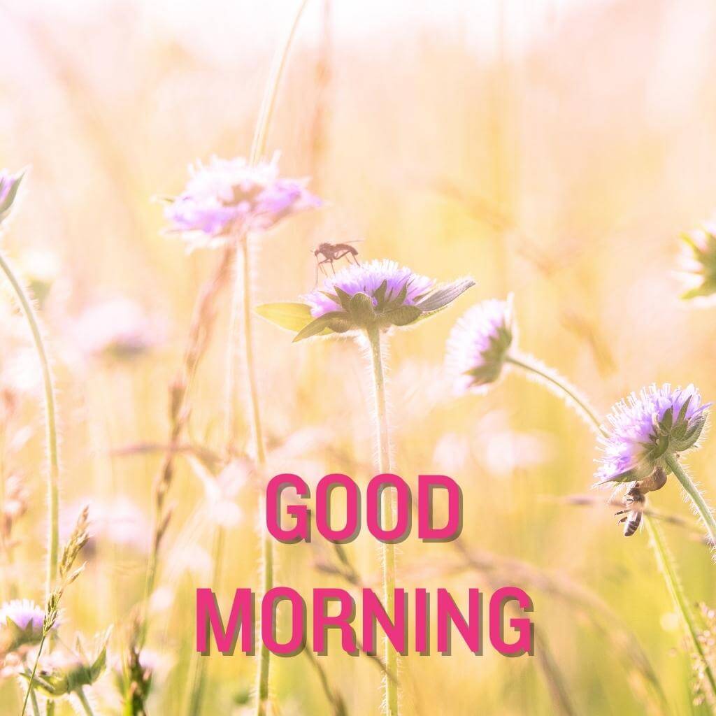 Free good morning Flower Wallpaper pics 1080p Images Download 2023