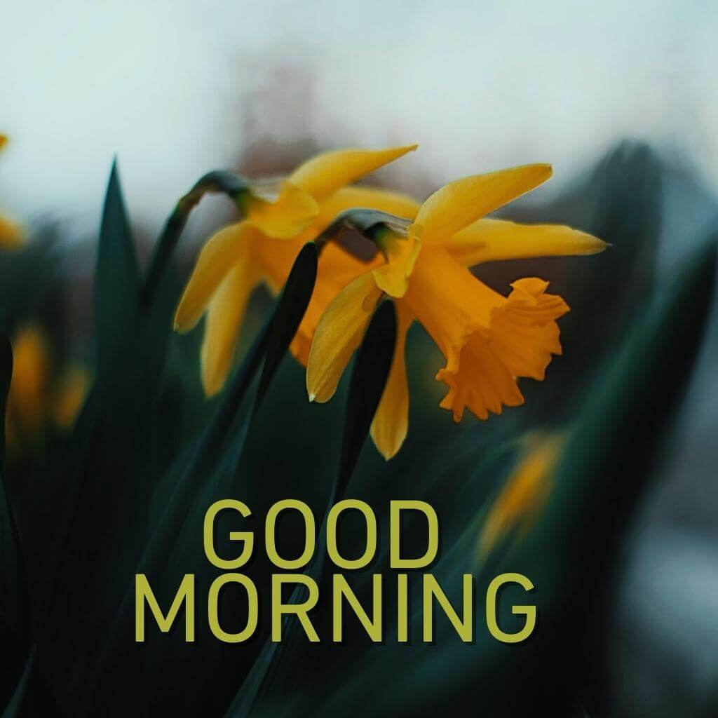 Free good morning Wallpaper New Download for Facebook