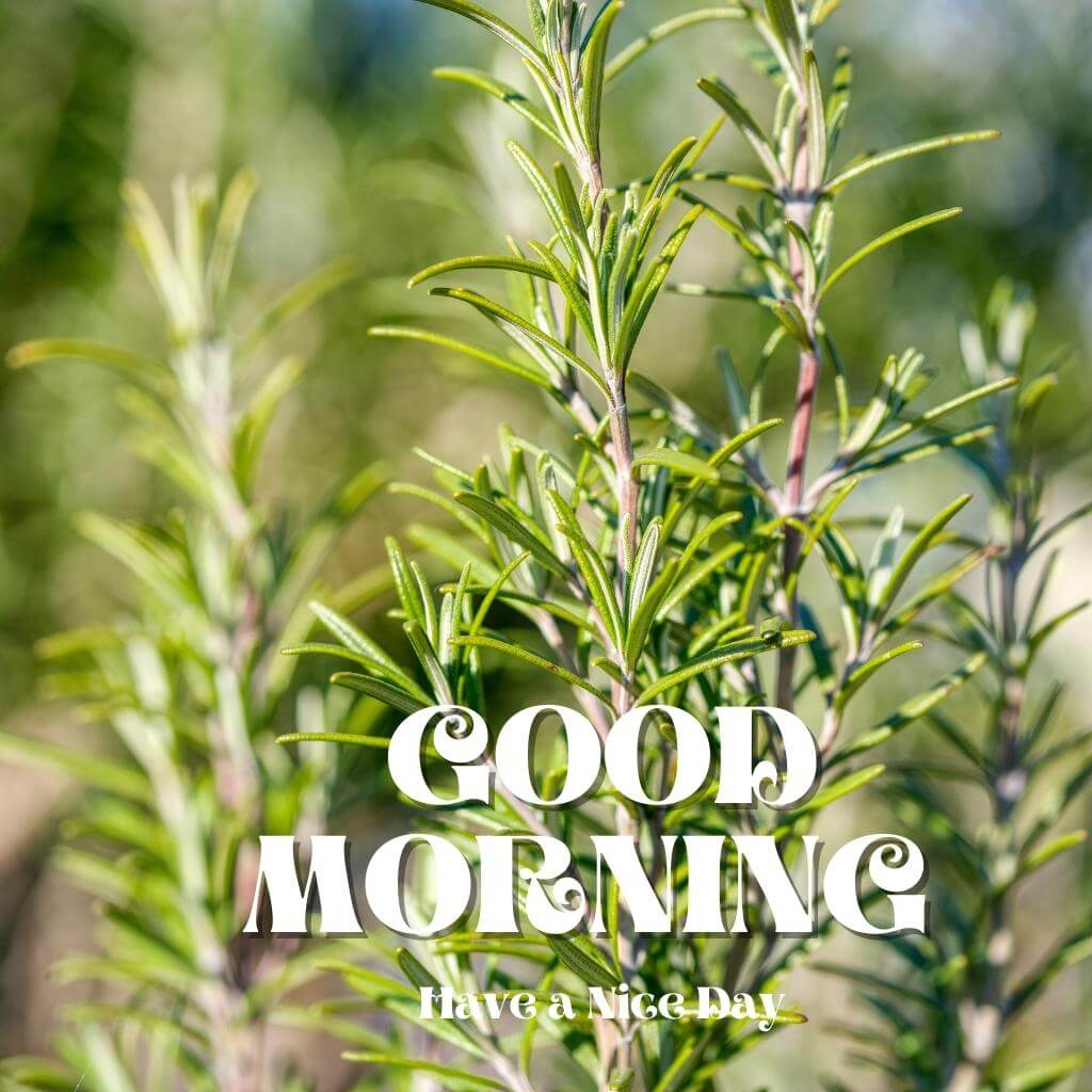 Free special good morning Wallpaper Images HD New Download