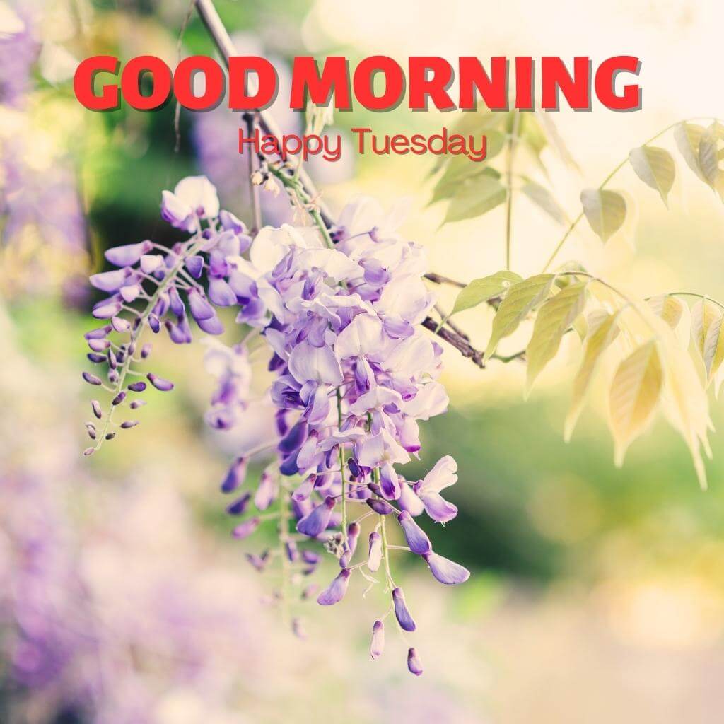 Free tuesday good morning Wallpaper Pics Download for Facebook Whatsapp