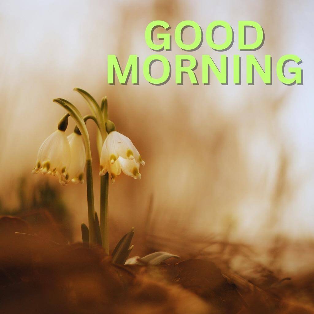 Friend Good Morning Images Wallpaper Download 2023