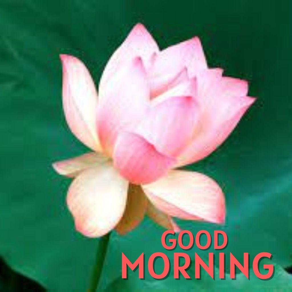 Good Morning 1080p Images Wallpaper New Download