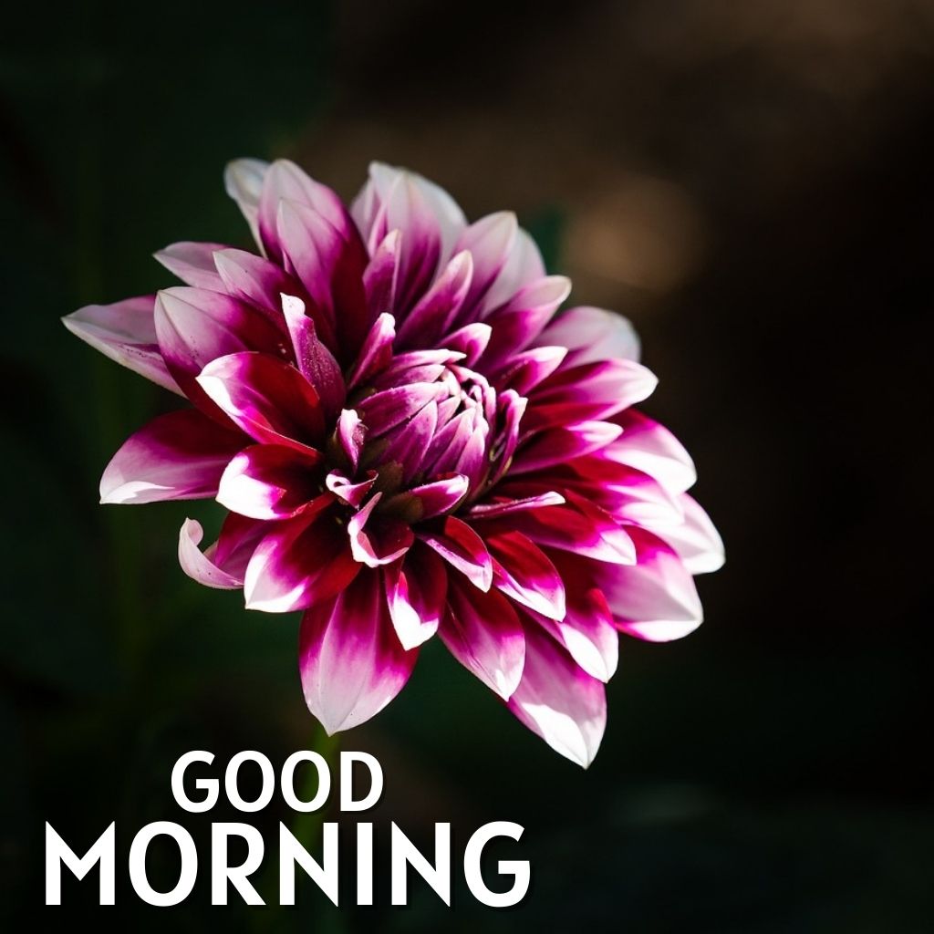 Good Morning Pics Images Photo Download