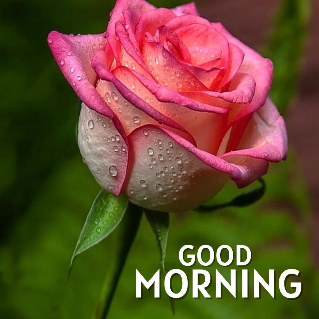 Good Morning Pics Images Wallpaper With Red Rose