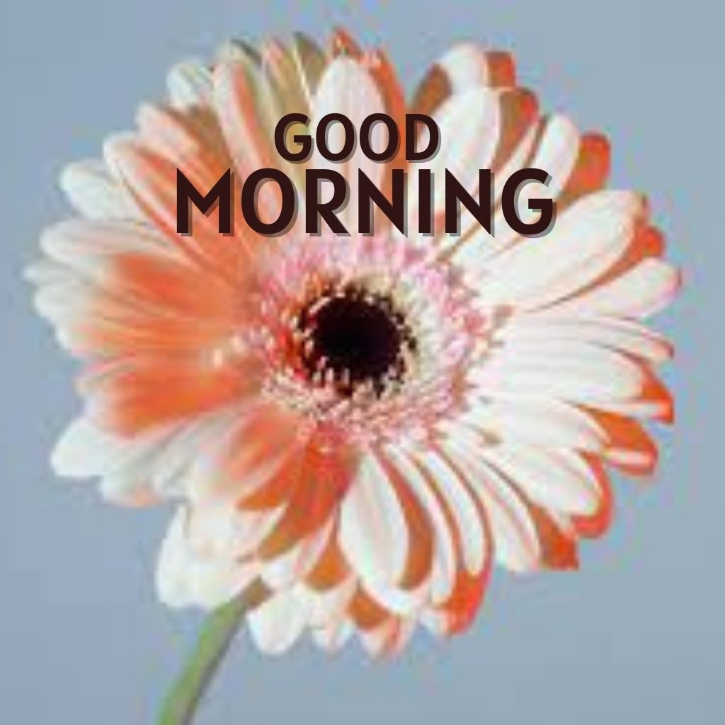 Good Morning Pics Images for Friend