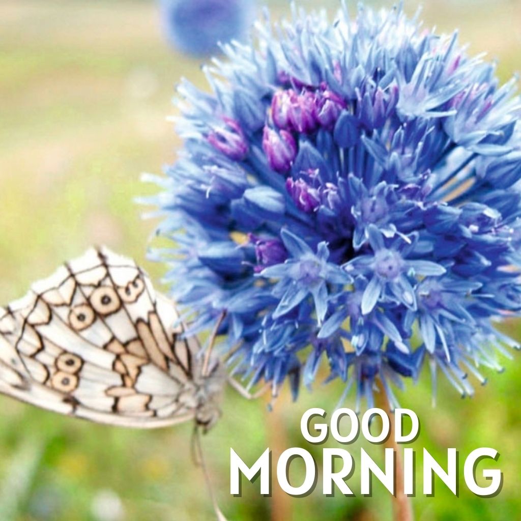 Good Morning Wallpaper Pics New Download for Facebook Friend