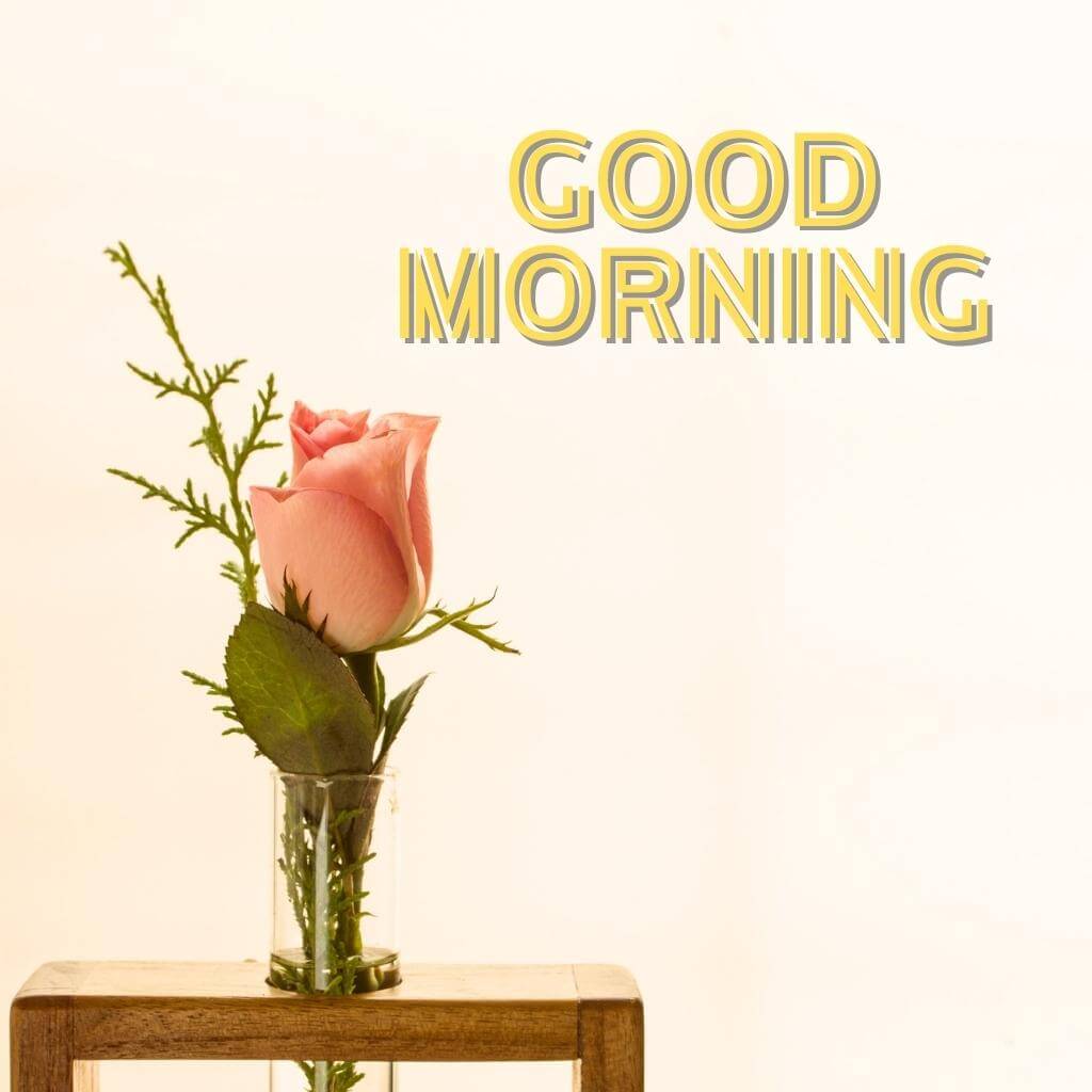 Good Morning Wallpaper Pics With Pink Rose