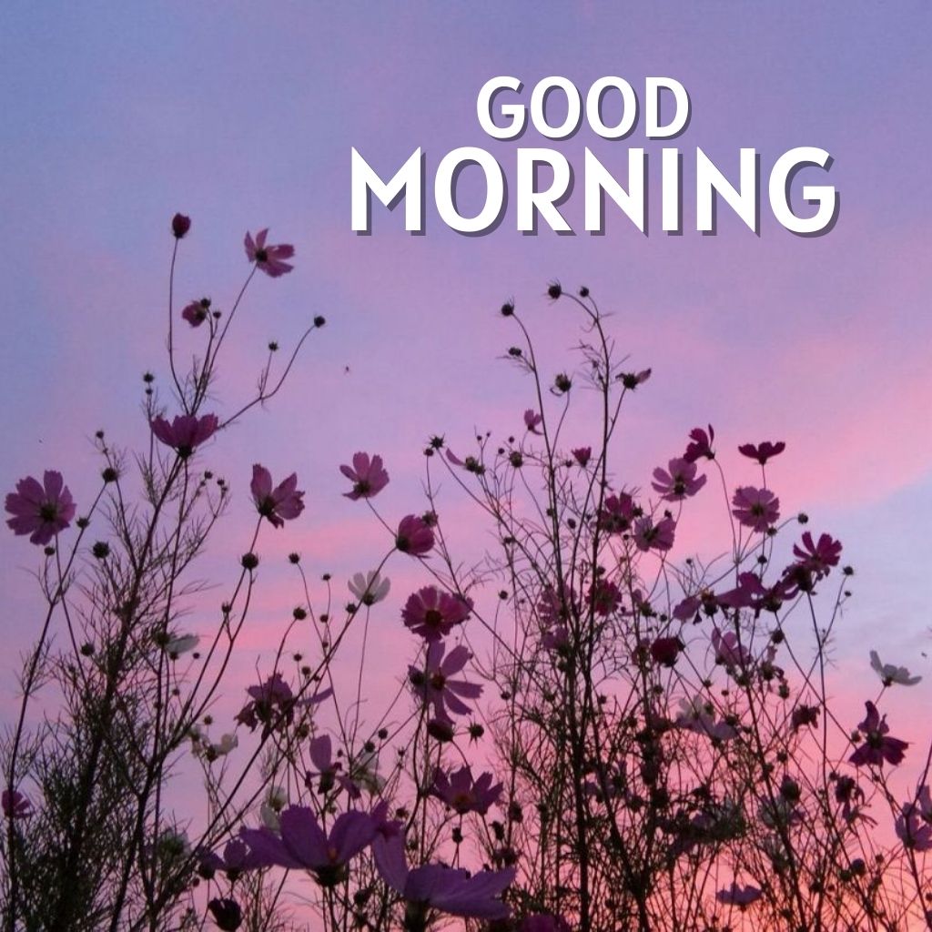 Good Morning Wallpaper Pics photo Download Free