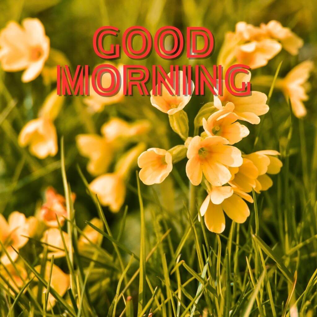 Good Morning photo New Download 1