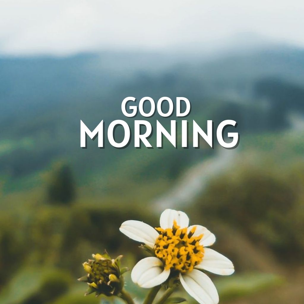 Latest New HD Good Morning Images Pics New Download for Facebook