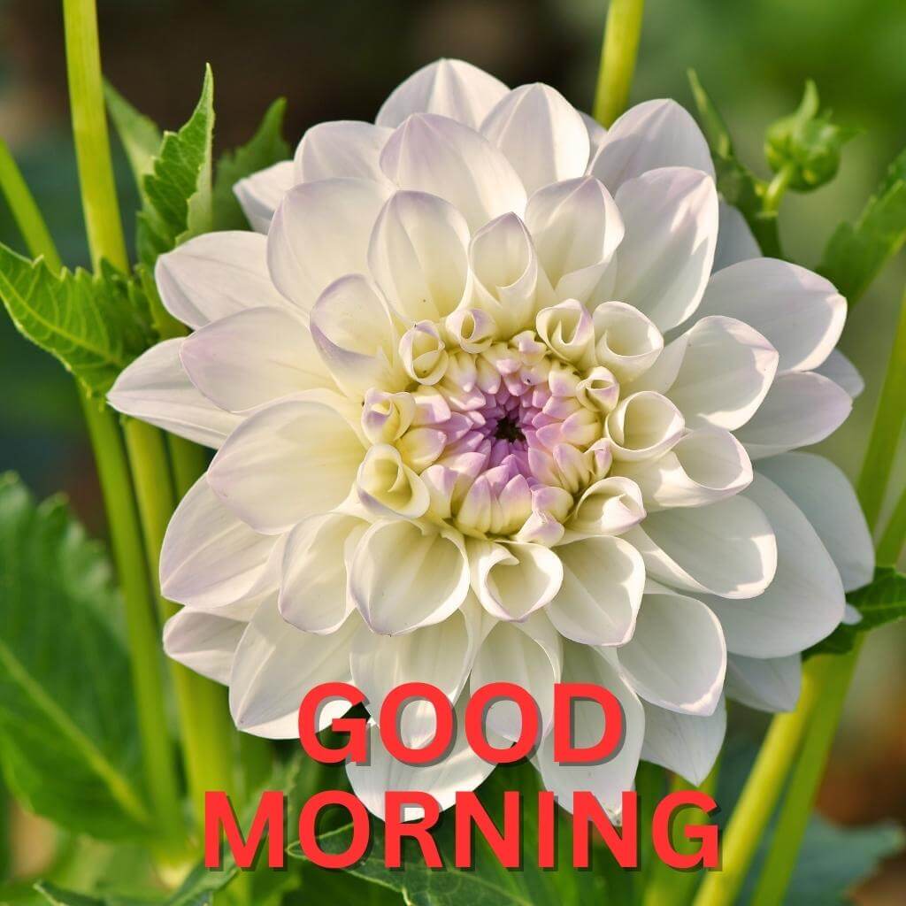 Mast Good Morning photo New Download for Facebook Whatsapp 1