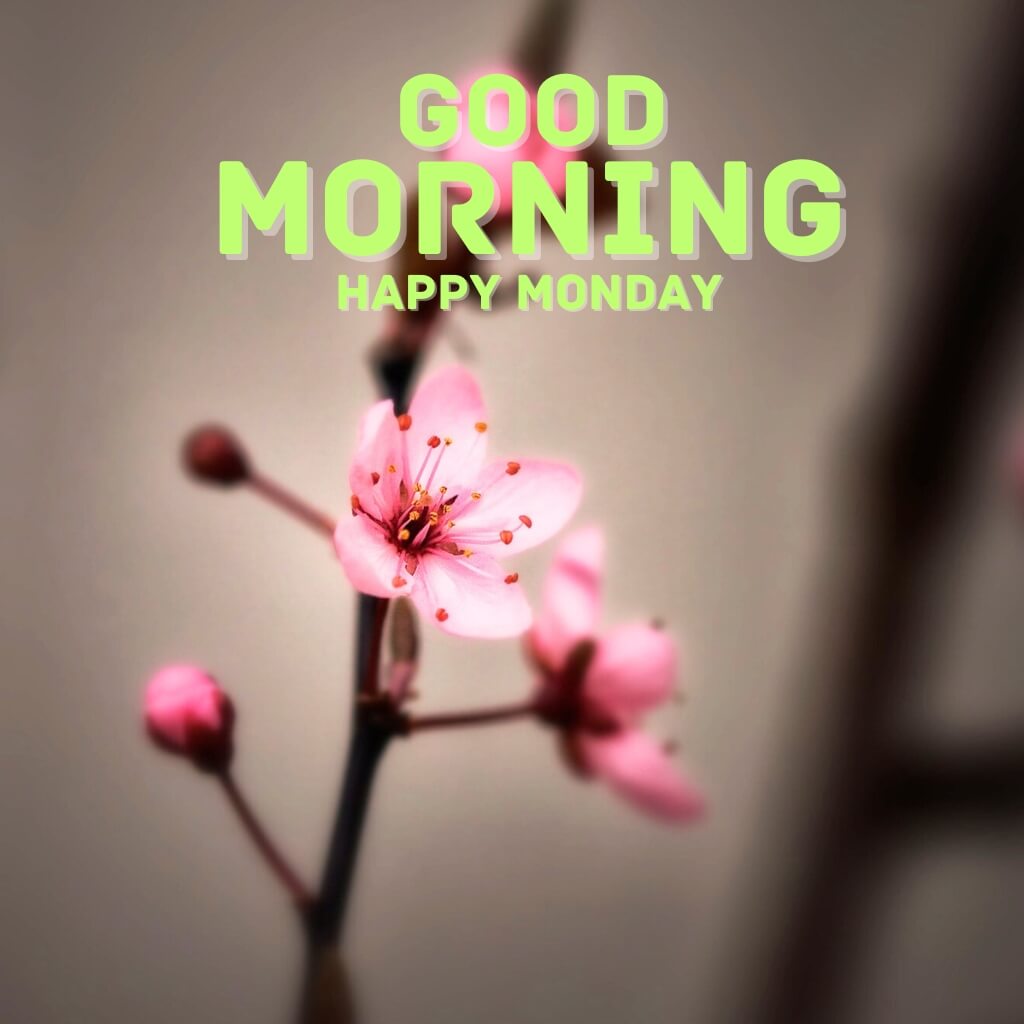 Monday Good Morning Wallpaper new Download 2023 for Whatsapp