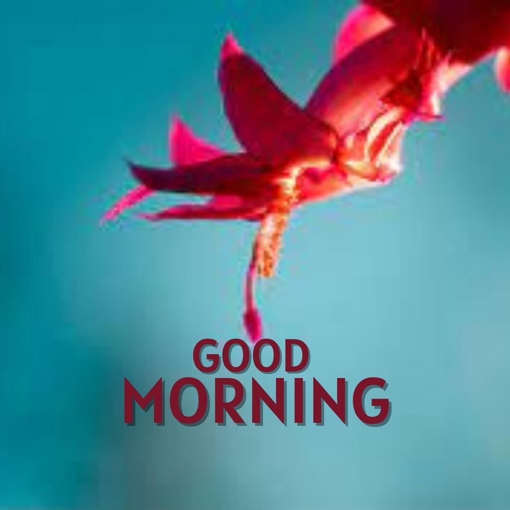 New HD Good Morning Images Download Free 2023