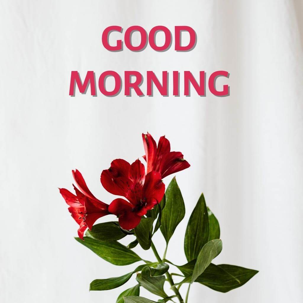 New HD good morning Flower Wallpaper Pics New Download 2023