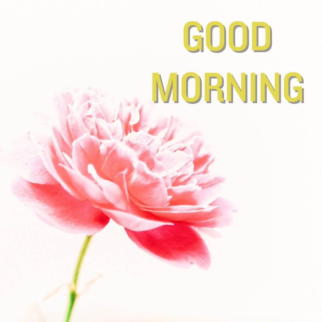 New HD good morning Flower Wallpaper Pics New Download