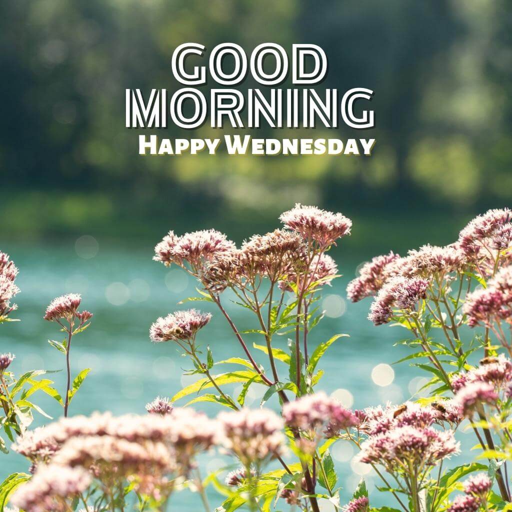New HD good morning wednesday Pics Wallpaper for Facebook