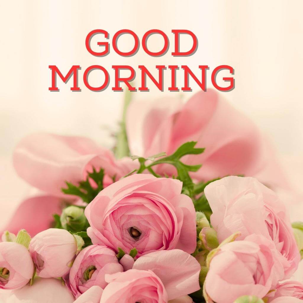 Pink HD Good Morning Wallpaper Pics Download 1