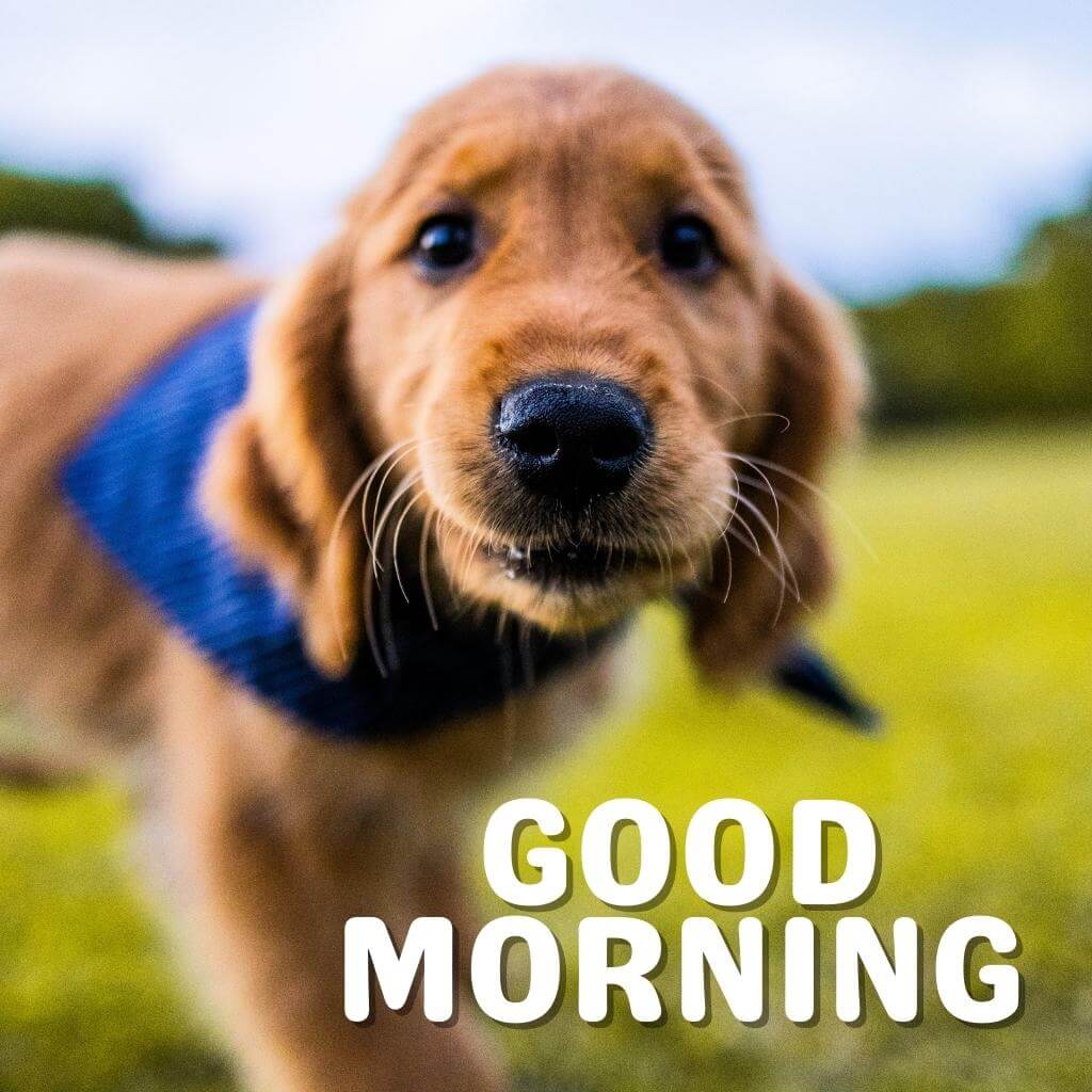 Puppy good morning Wallpaper Pics Download 2024