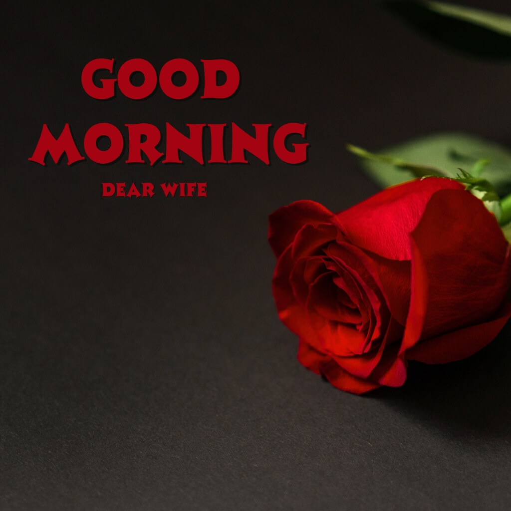 Red Rose Good Morning Images Wallpaper for beautiful Wife