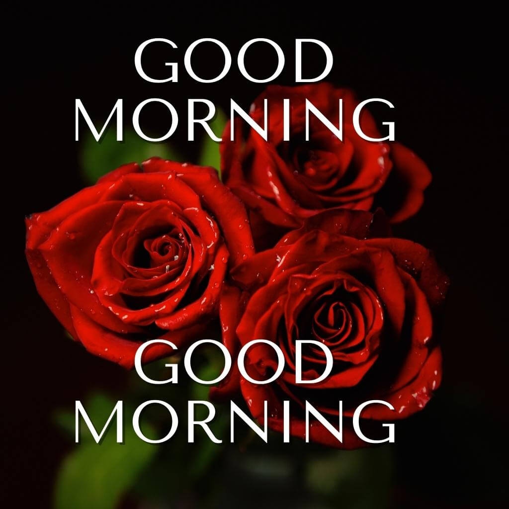 Red Rose Good Morning Pics Wallpaper Photo New Download 1