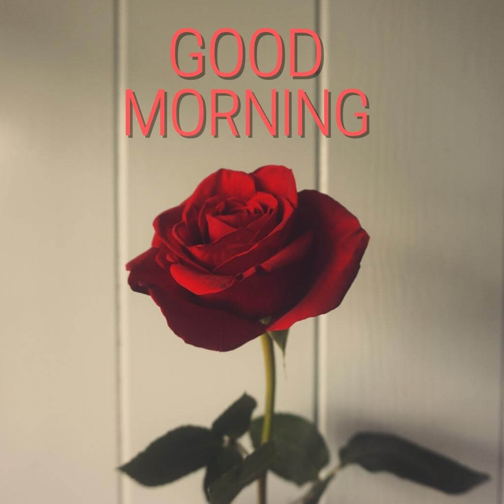 Red Rose Good Morning photo new Download 1