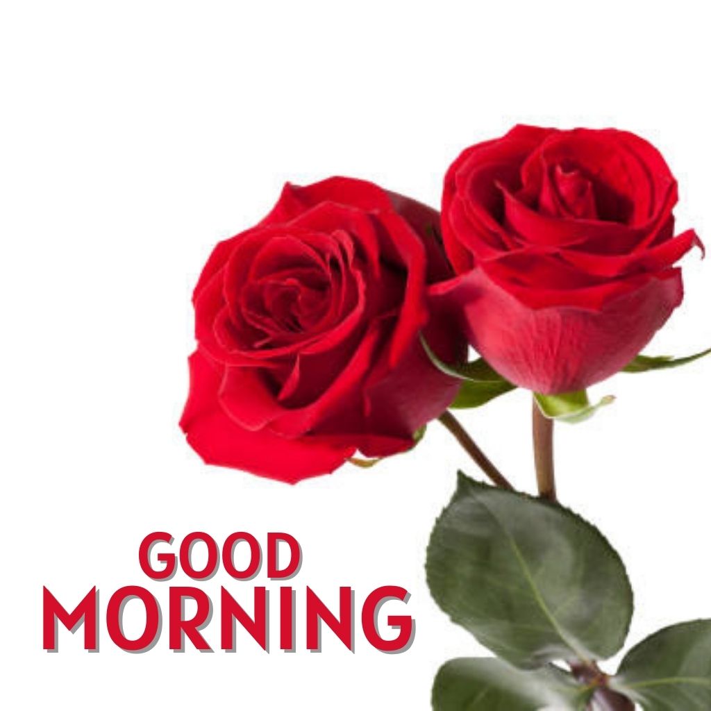 Red Rose HD Good Morning Images Pics New Download