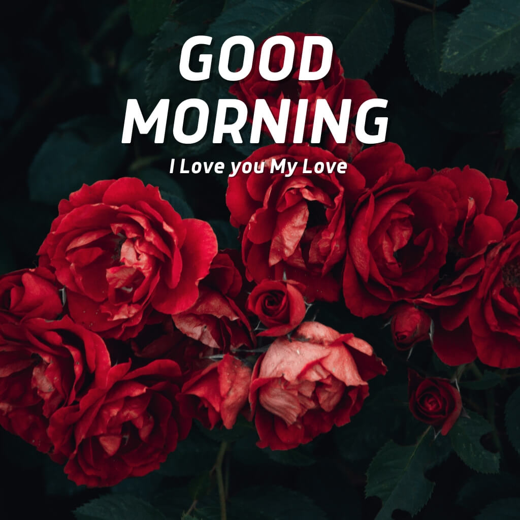 Romantic Good Morning Wallpaper Pics New Download 2023 New
