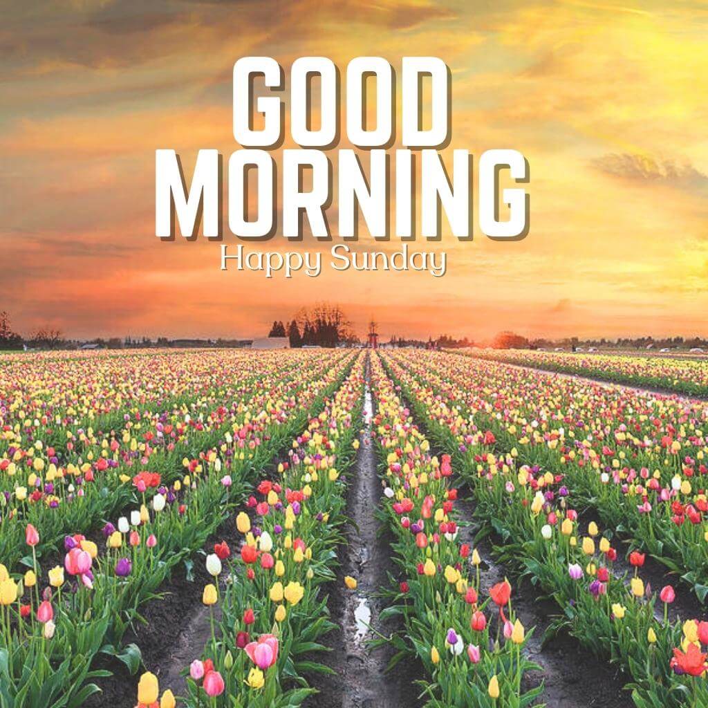 Sunday Good Morning Wallpaper Pics Download