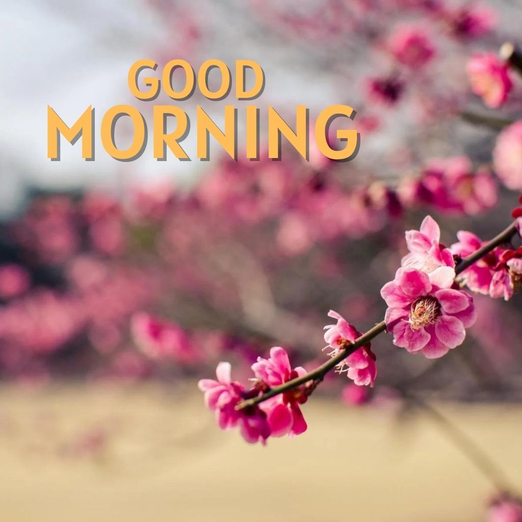 Top HD Good Morning Images Download Free