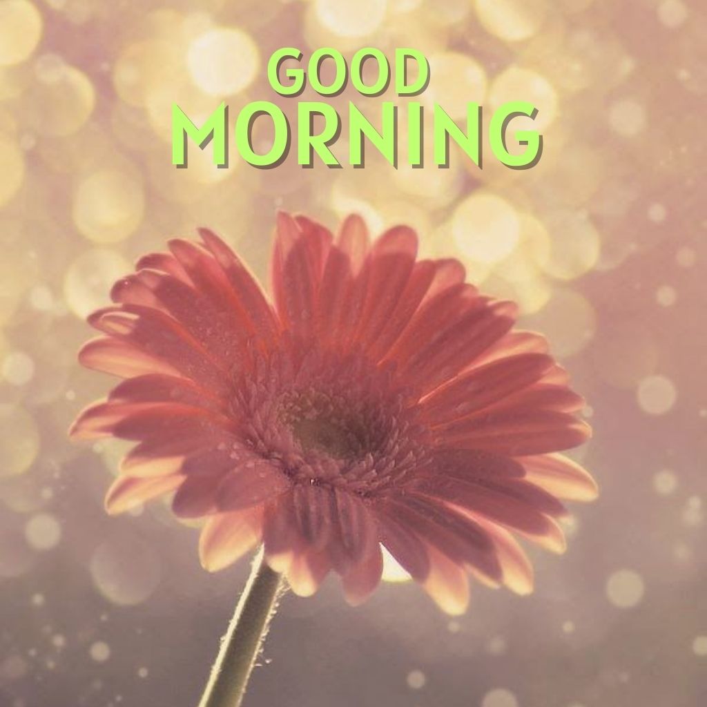 Top HD Good Morning Wallpaper Pics New Download